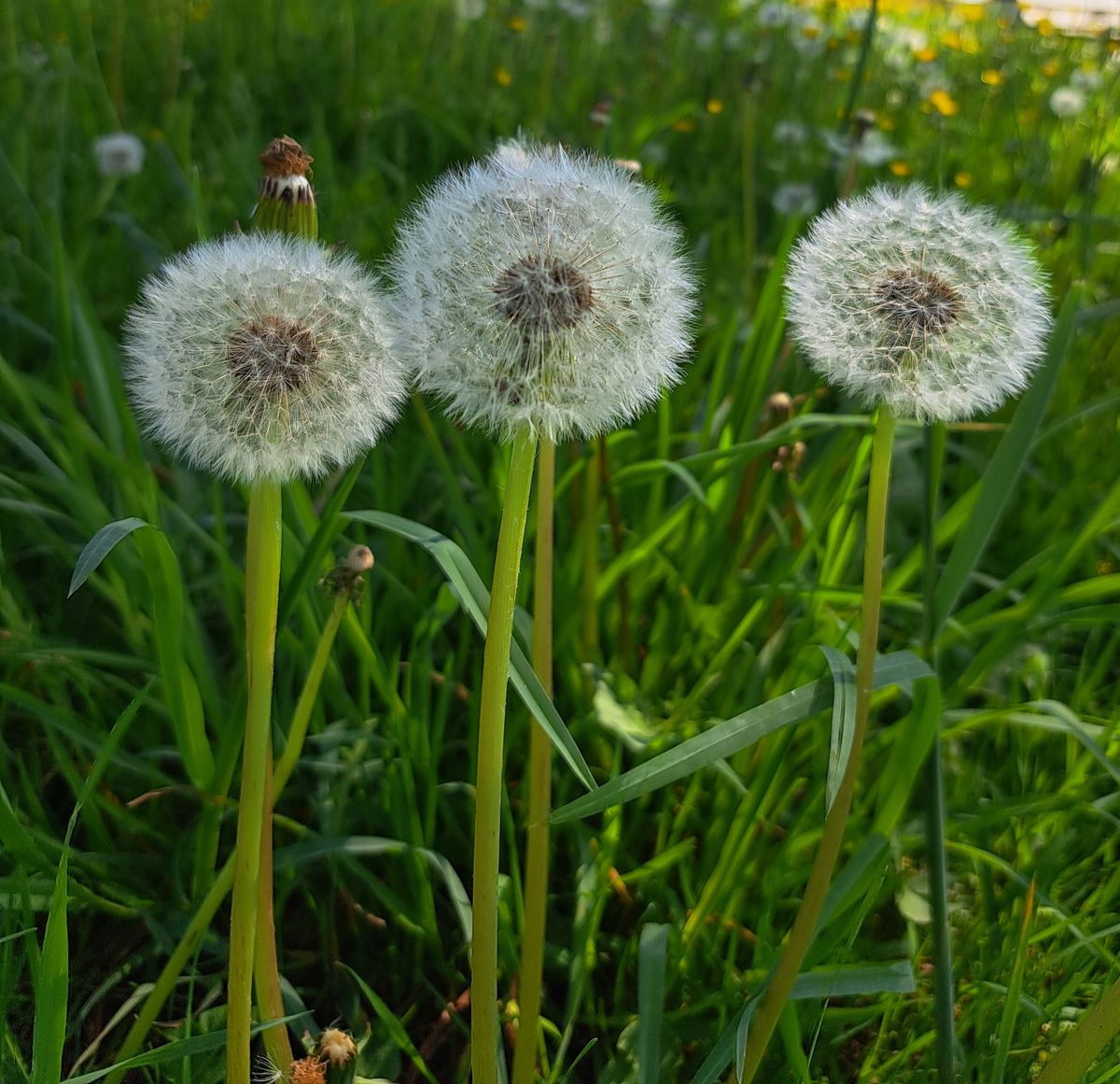 Puur natuur atelier