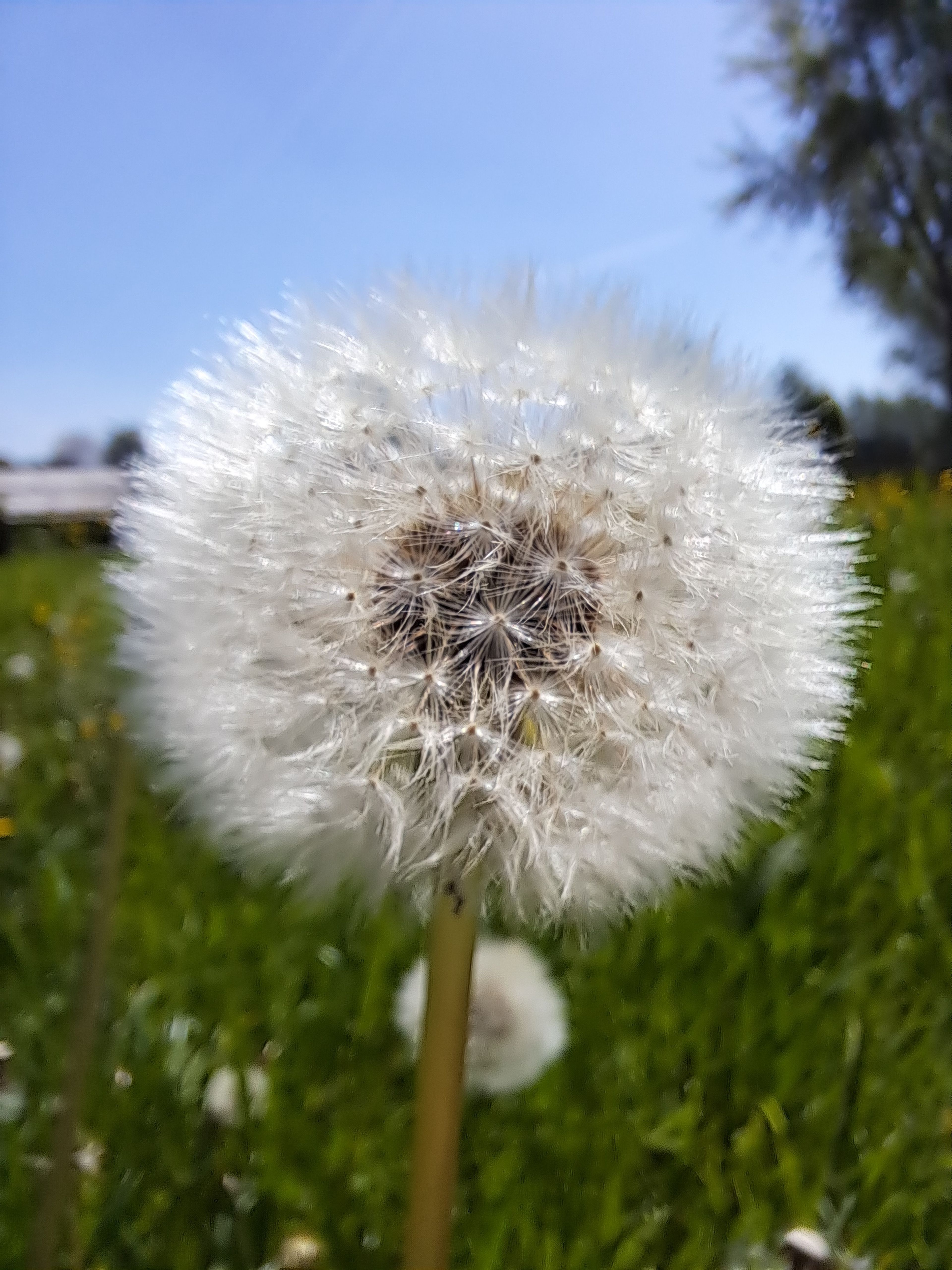 Touw van paardenbloemen -VOL-